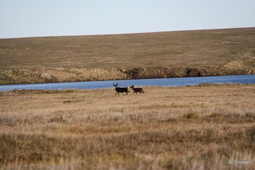 Chuckochki Cape