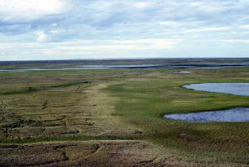Image of wetland and upland areas at the Betty Pingo site - 16955 Bytes