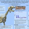 Variability In Total Mercury Concentration [Thg] Of Steller Sea Lion (Eumetopiasjubatus) Pup And Adult Long Bones