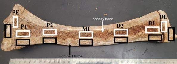 Total mercury concentrations in Steller sea lion bone: Variability among locations and elements