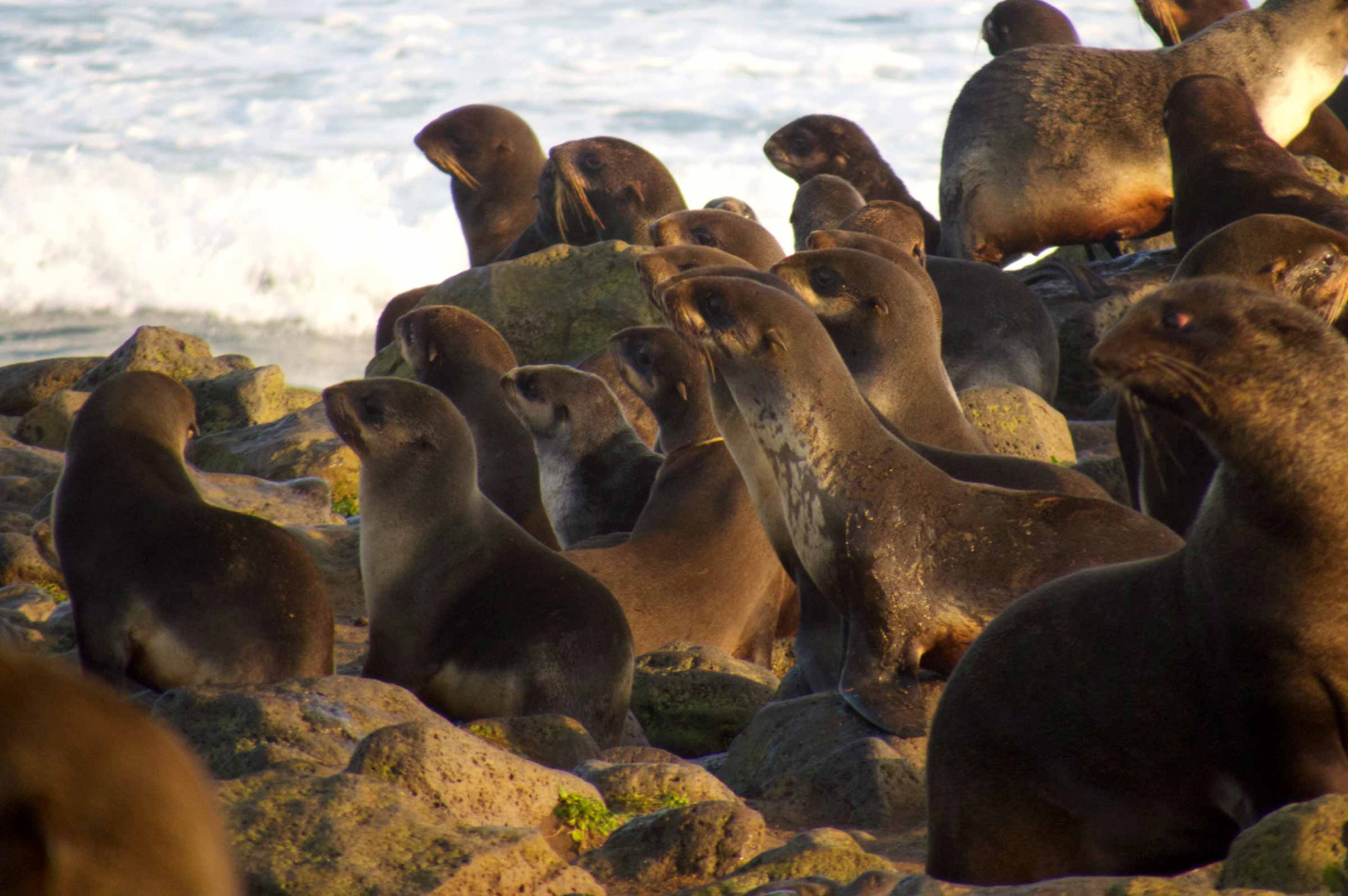 Northern Fur Seals