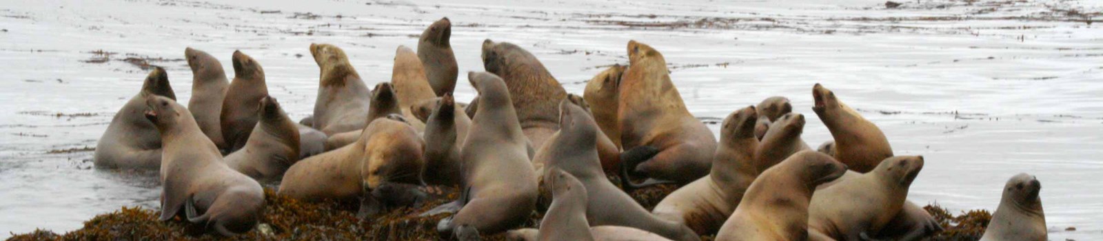 Steller sea lion