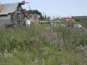 Fireweed, a home, and food in White Mountain