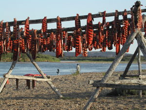 Fish rack at a summer subsistence camp up the Fish River