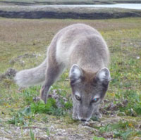 tundra fox